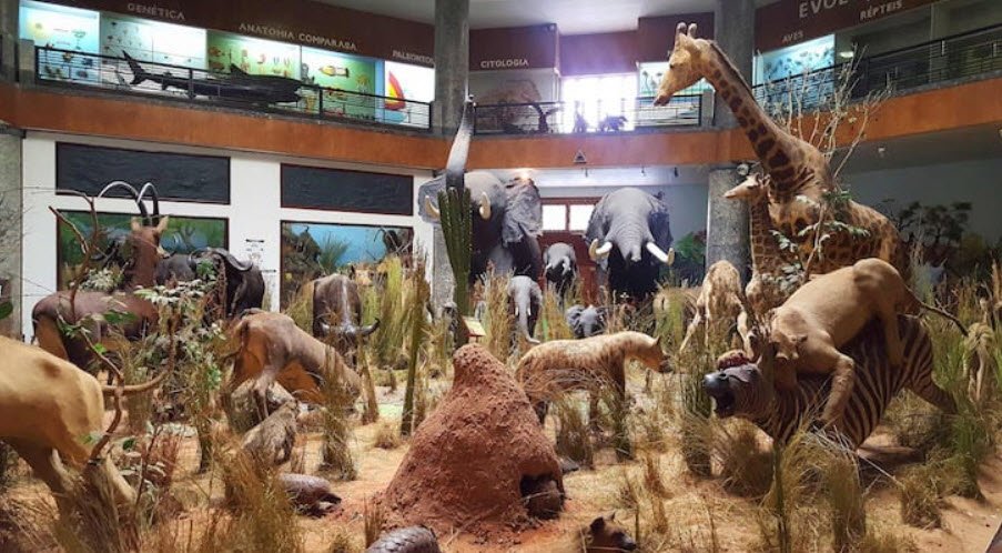 Museum of Natural History, Maputo, Mozambique